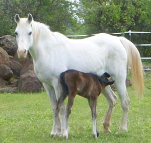 Alyssa with her 2006 foal, DC Smokeless Wardance - aka Dani